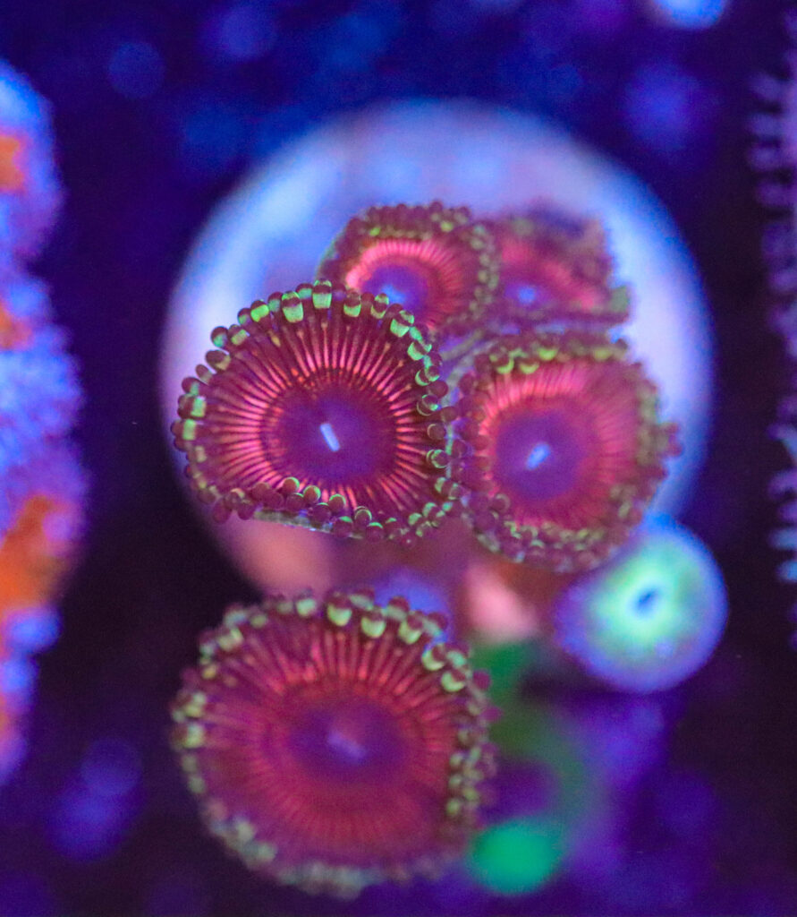 Frag Box Corals