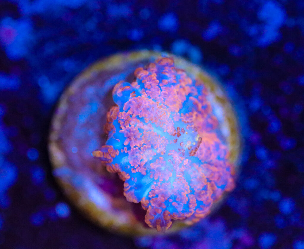 Frag Box Corals