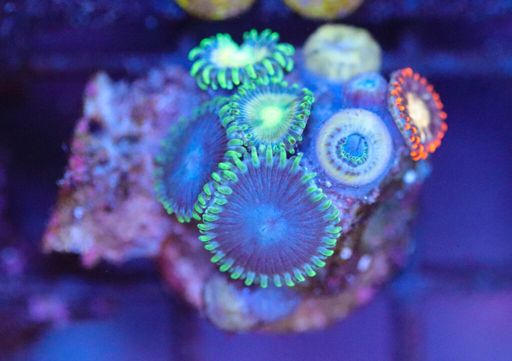 Frag Box Corals