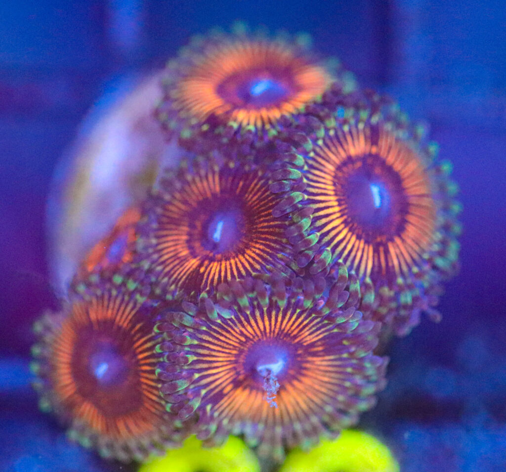 Frag Box Corals