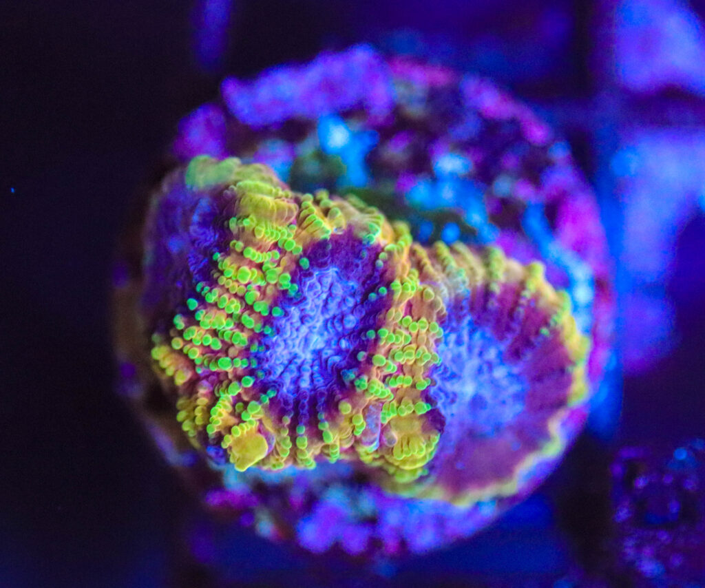 Frag Box Corals