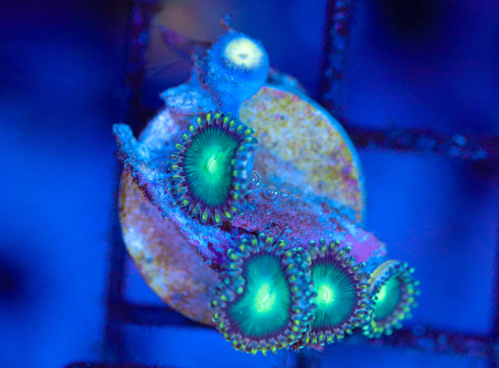 Frag Box Corals