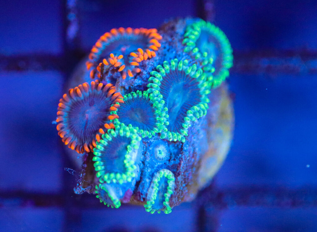 Frag Box Corals