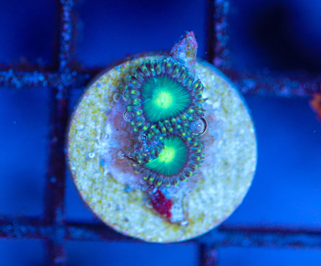 Frag Box Corals