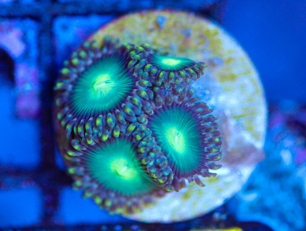 Frag Box Corals