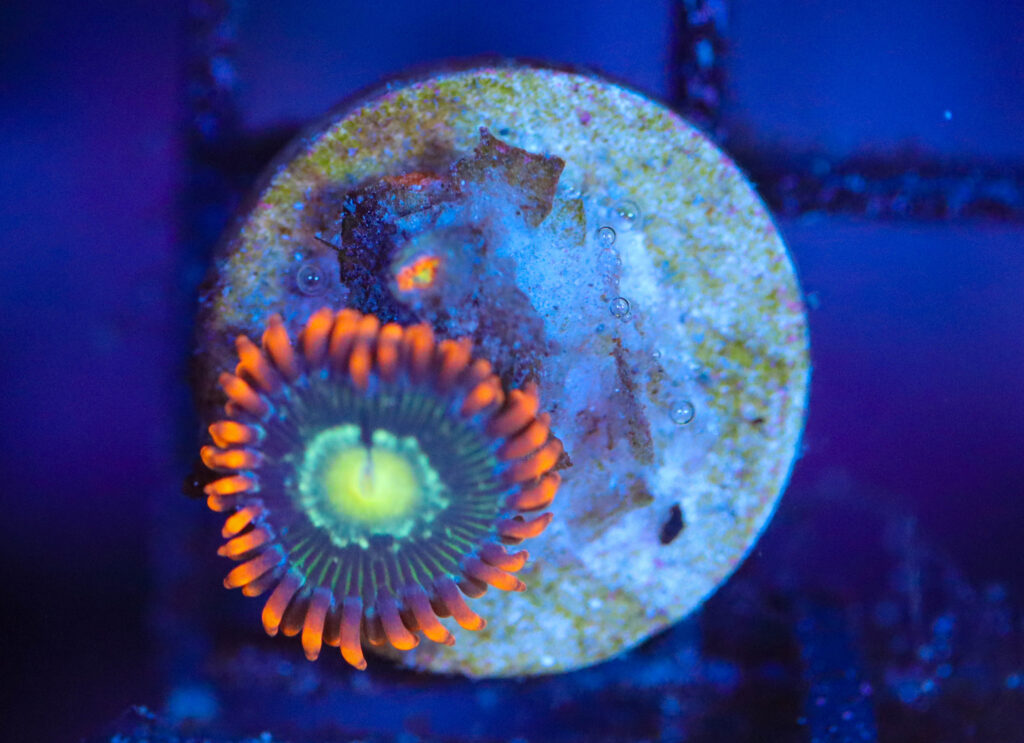 Frag Box Corals