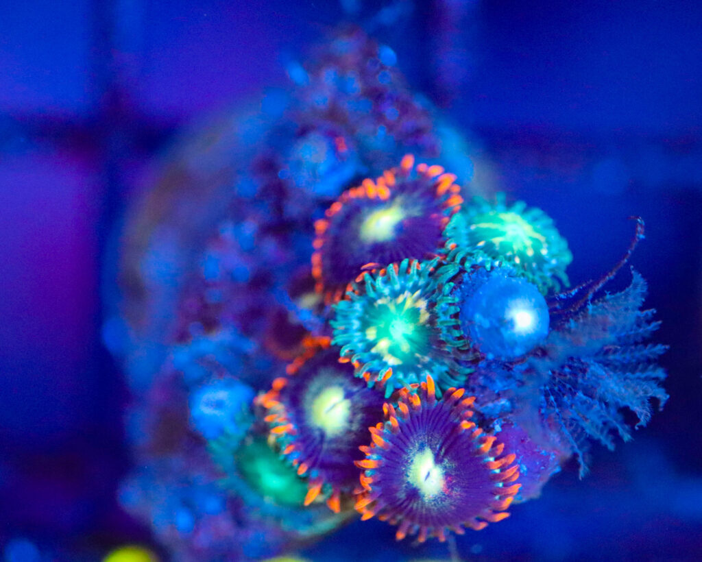 Frag Box Corals