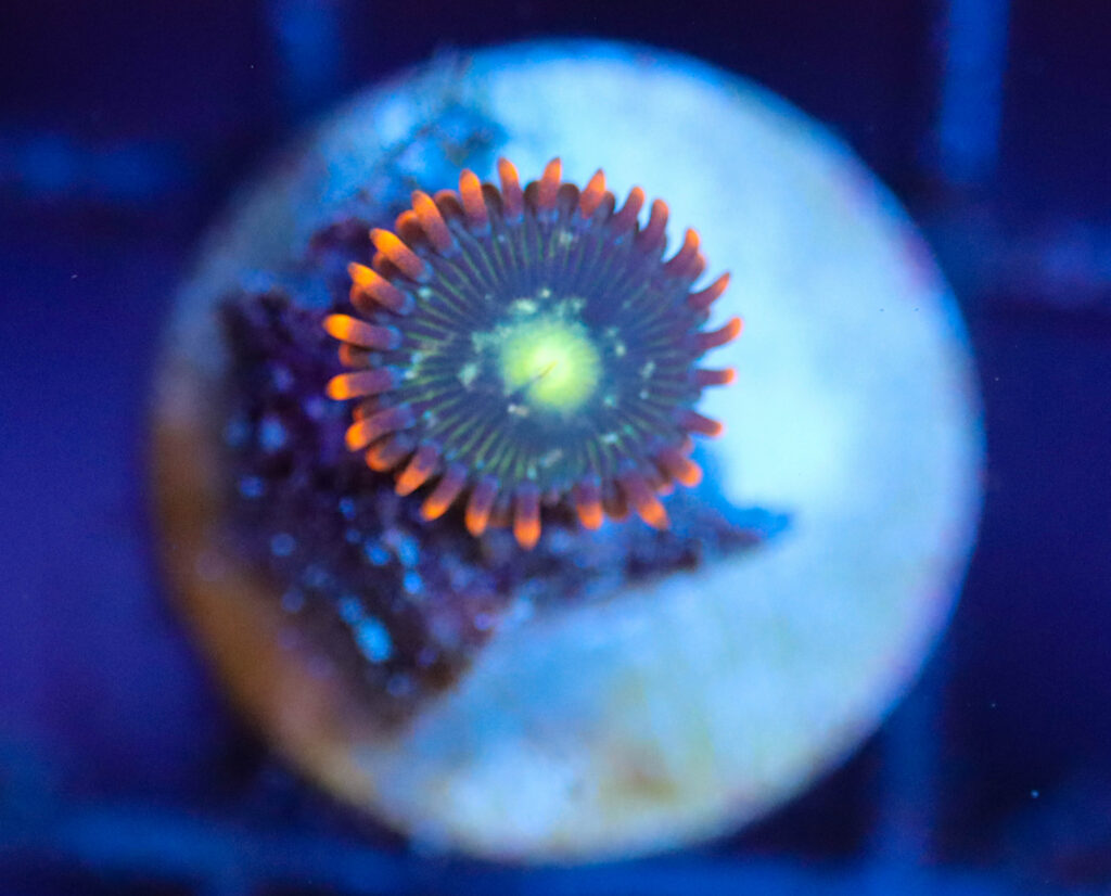 Frag Box Corals