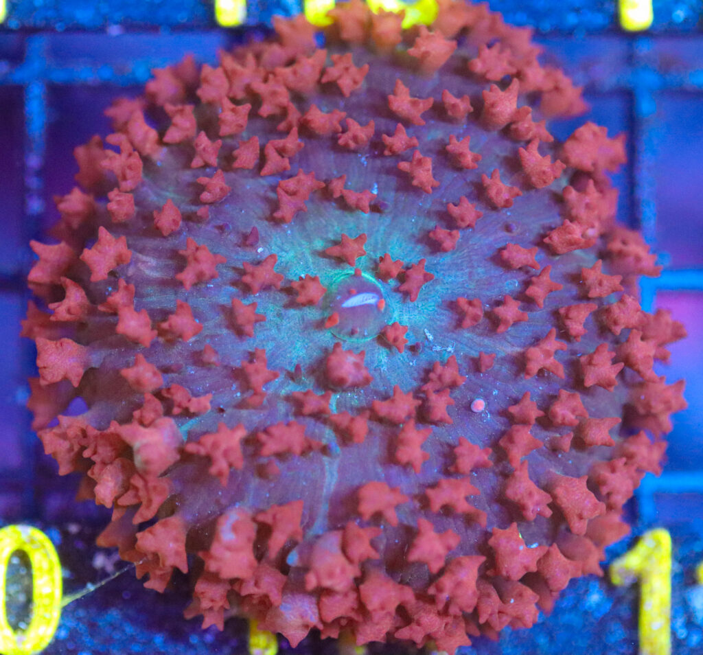 Frag Box Corals
