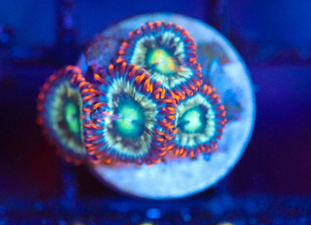 Frag Box Corals
