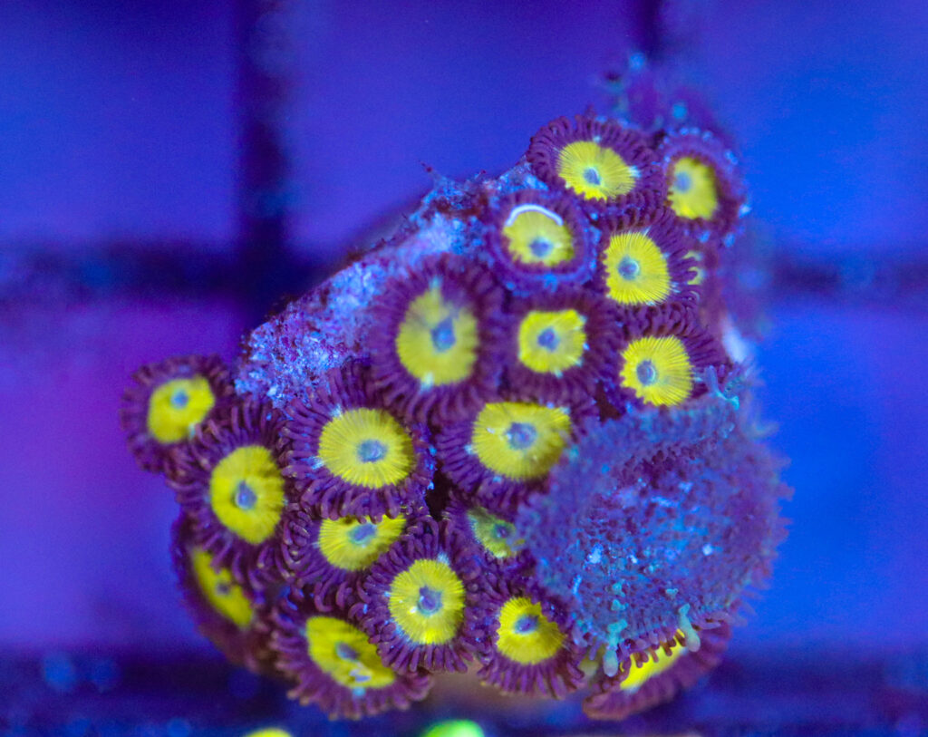 Frag Box Corals