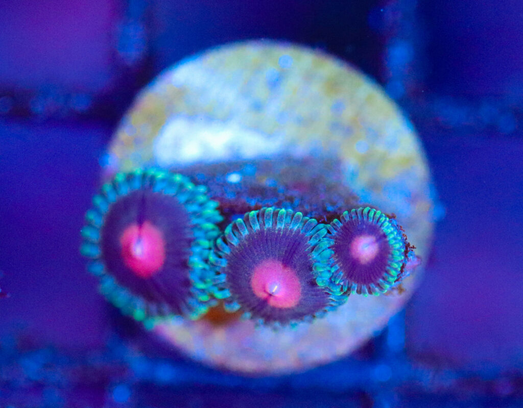 Frag Box Corals