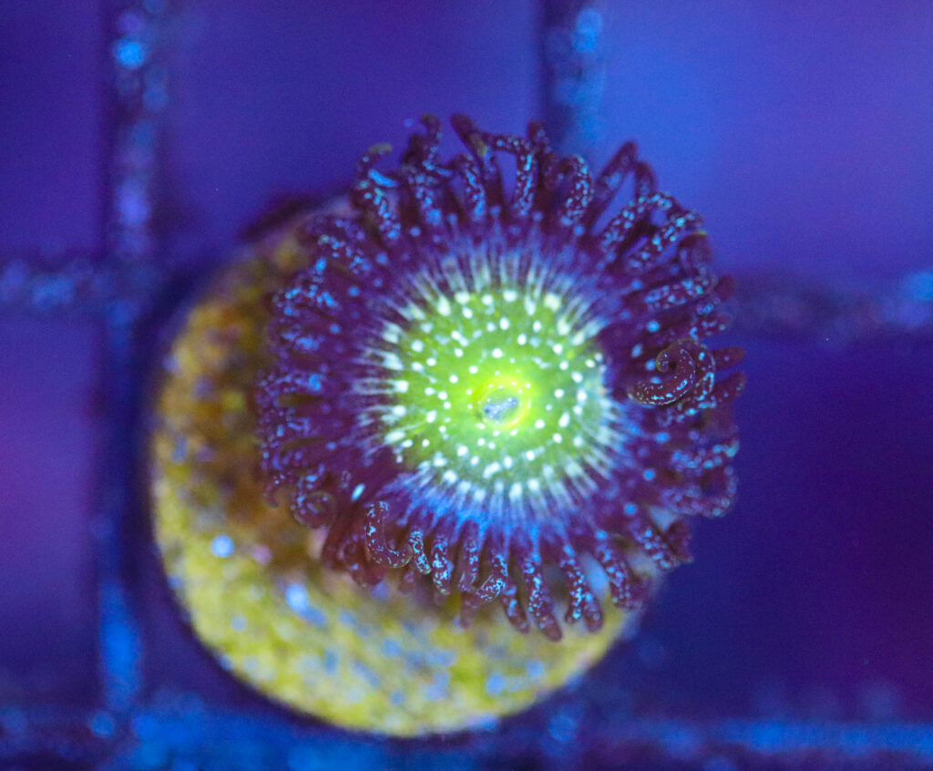 Frag Box Corals