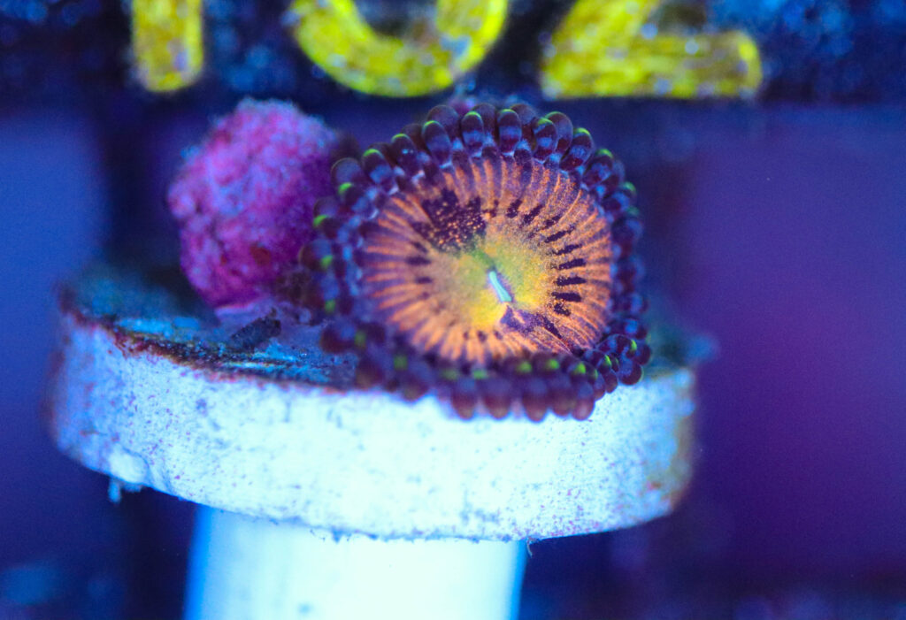 Frag Box Corals