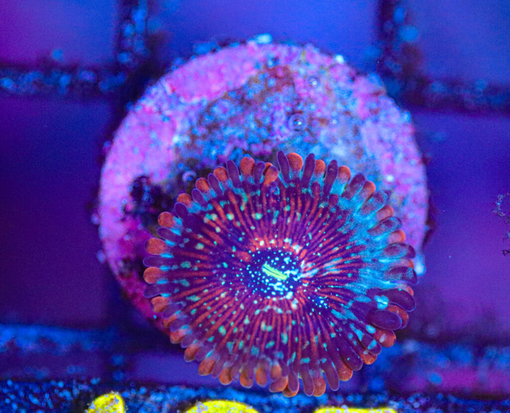 Frag Box Corals