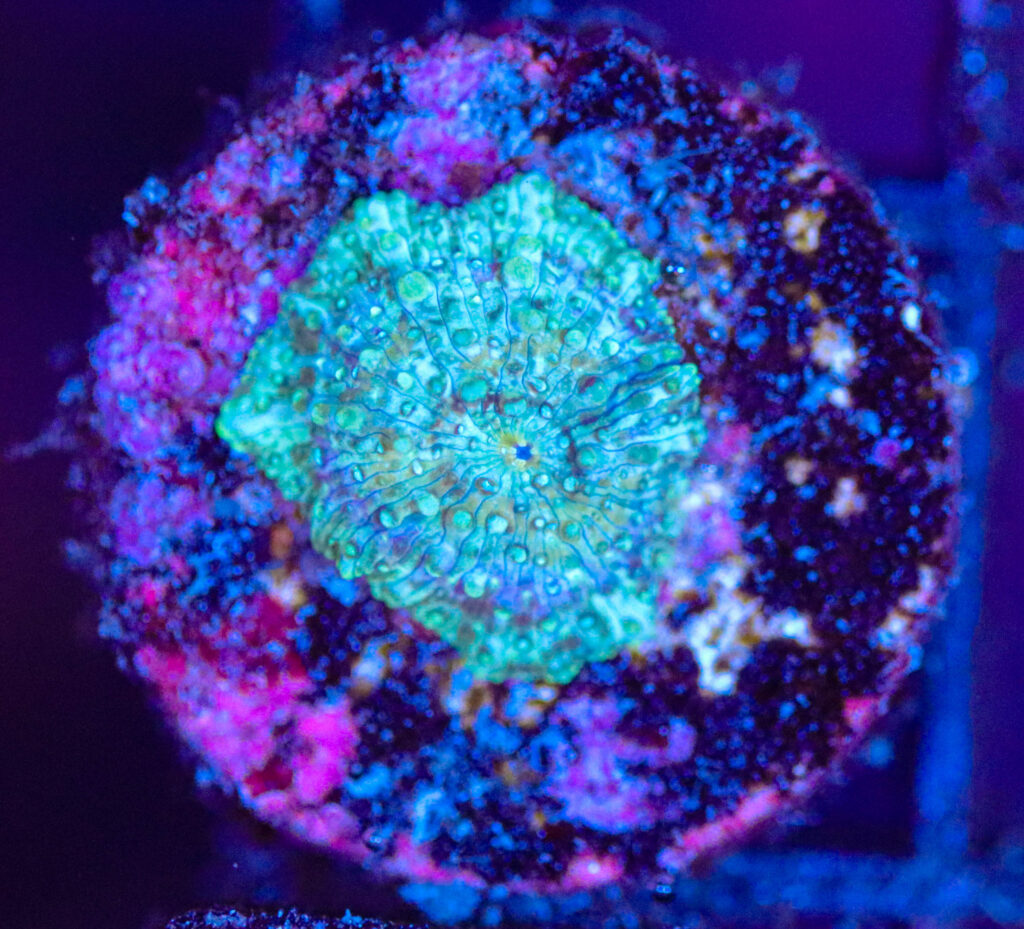 Frag Box Corals