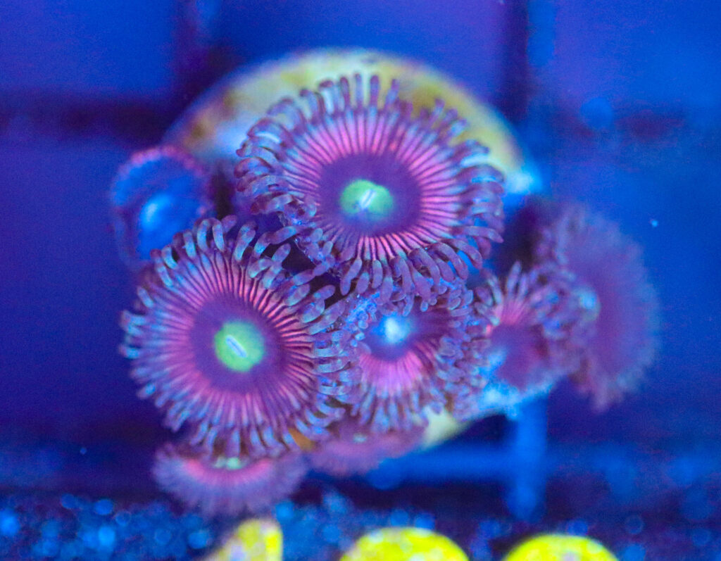 Frag Box Corals