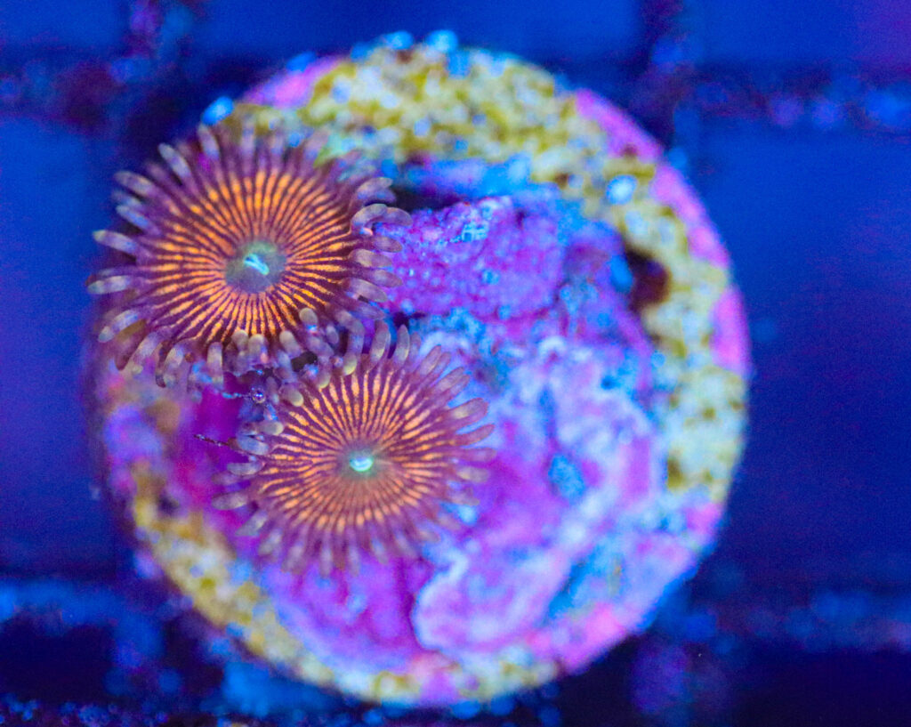 Frag Box Corals