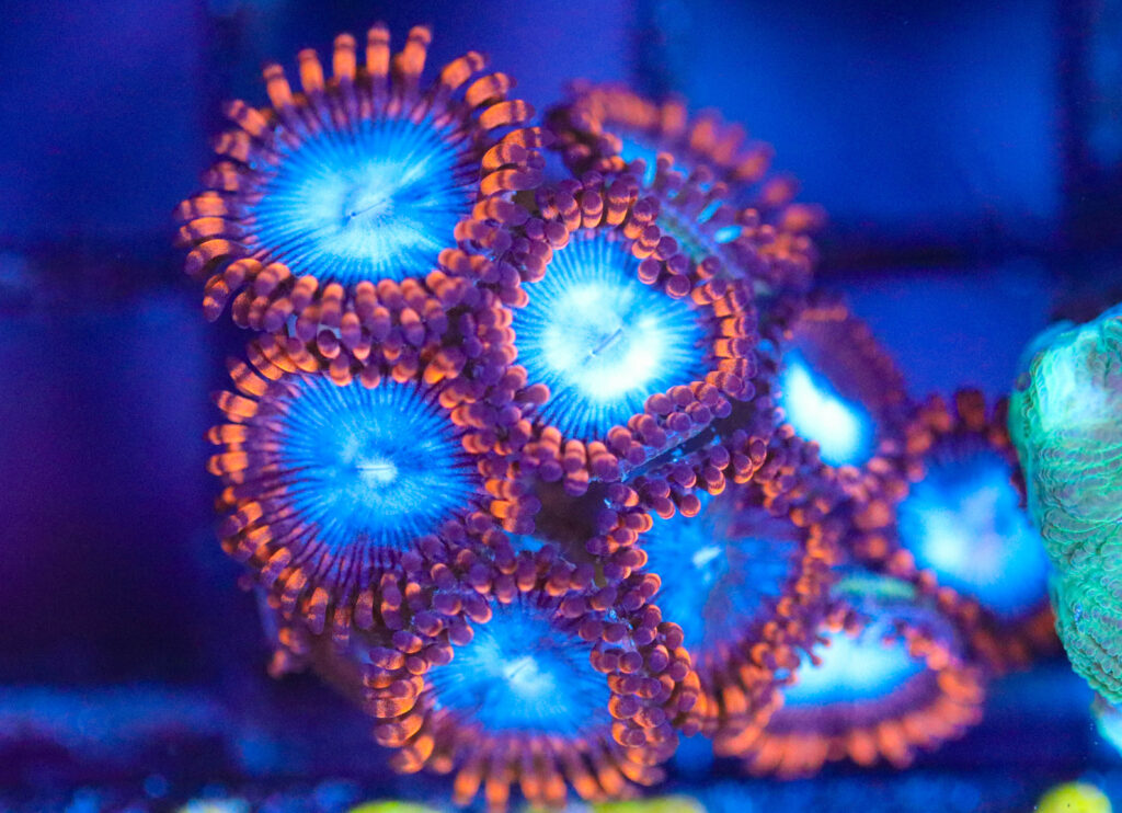 Frag Box Corals