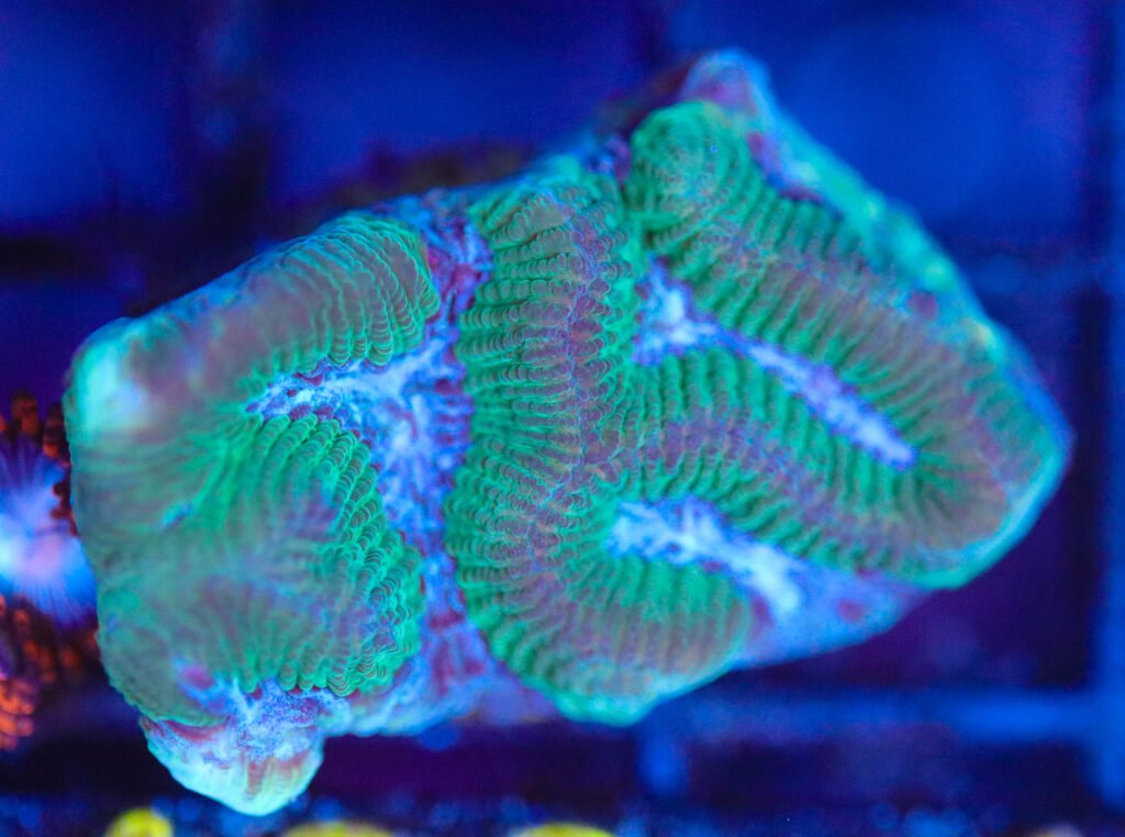 Frag Box Corals