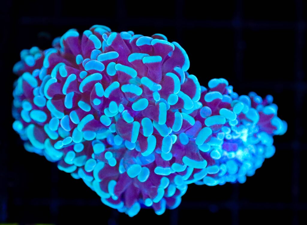 Frag Box Corals