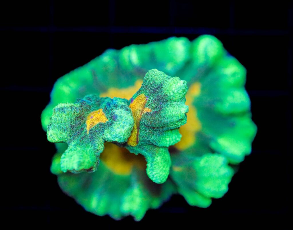Frag Box Corals