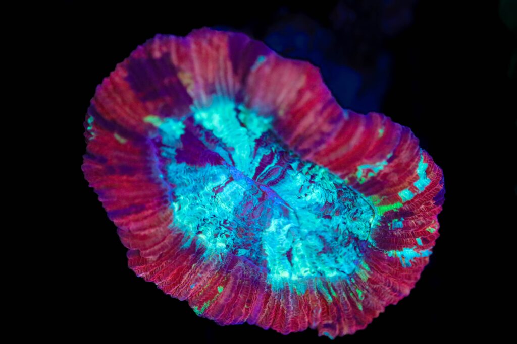 Frag Box Corals