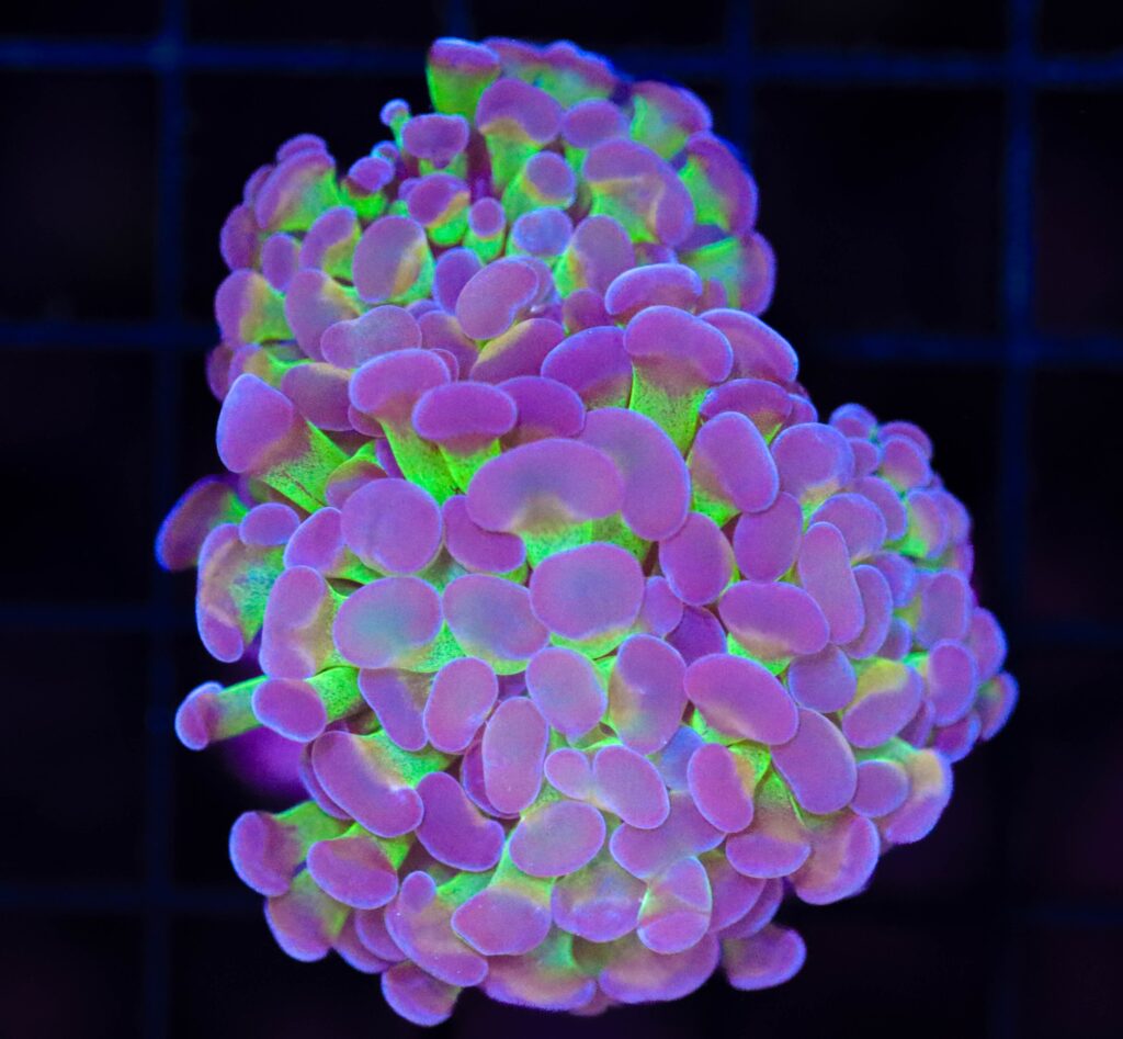 Frag Box Corals
