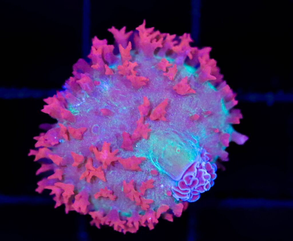 Frag Box Corals