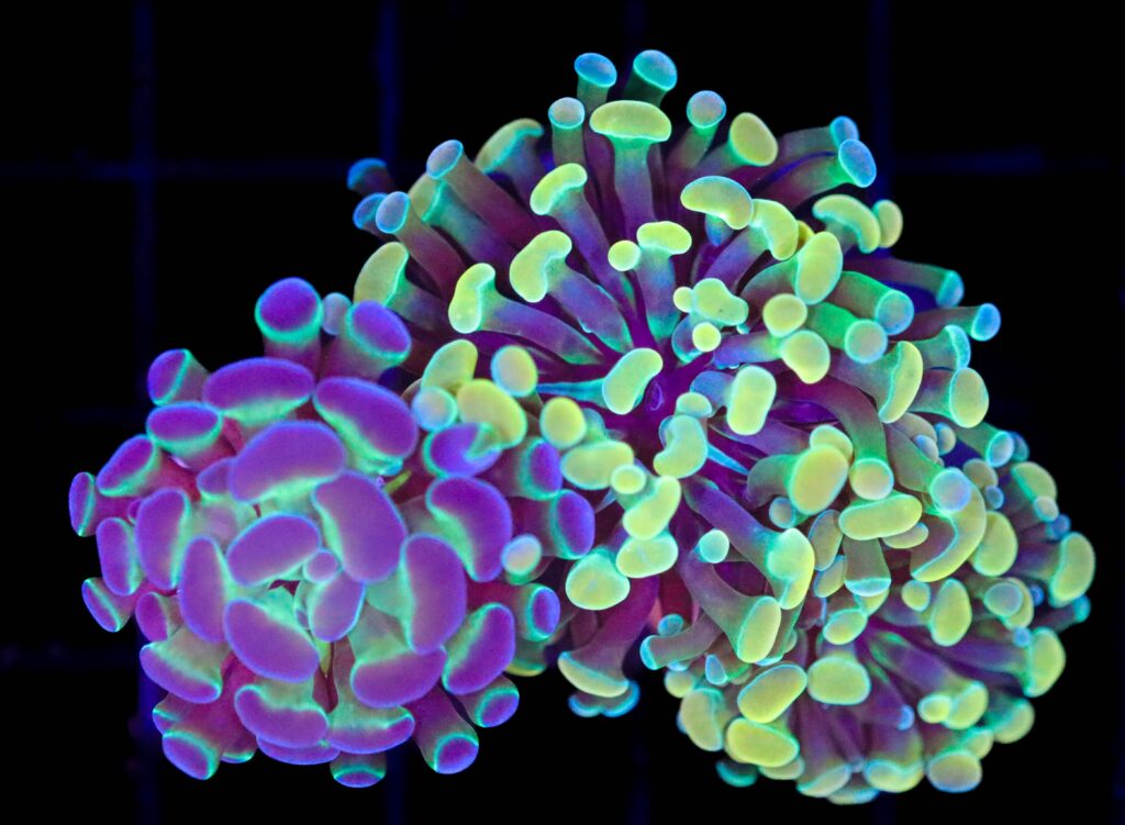 Frag Box Corals
