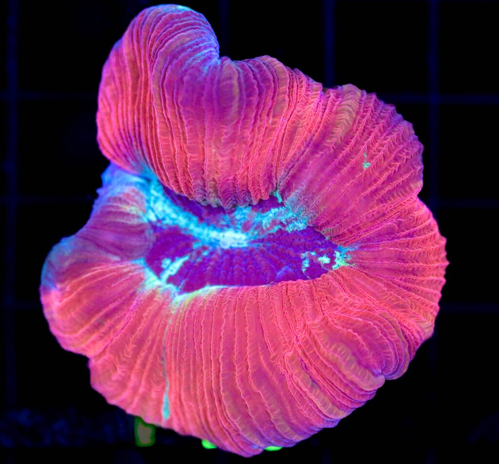 Frag Box Corals