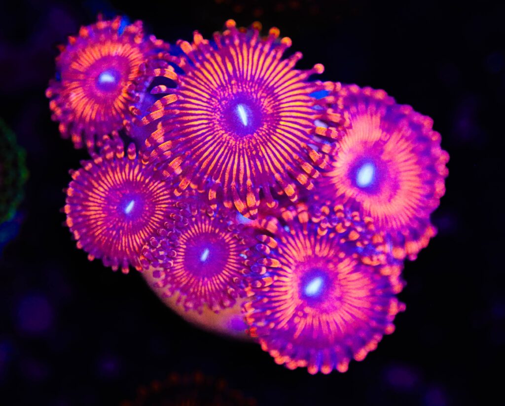 Frag Box Corals