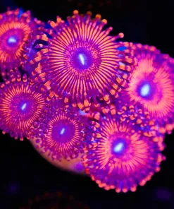 Lava Zoanthid Frag (Row #9:B)