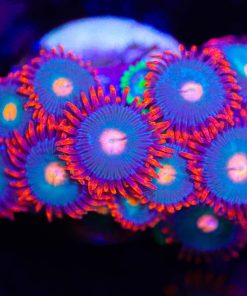 Gatorade Zoanthid Frag (Row #10)