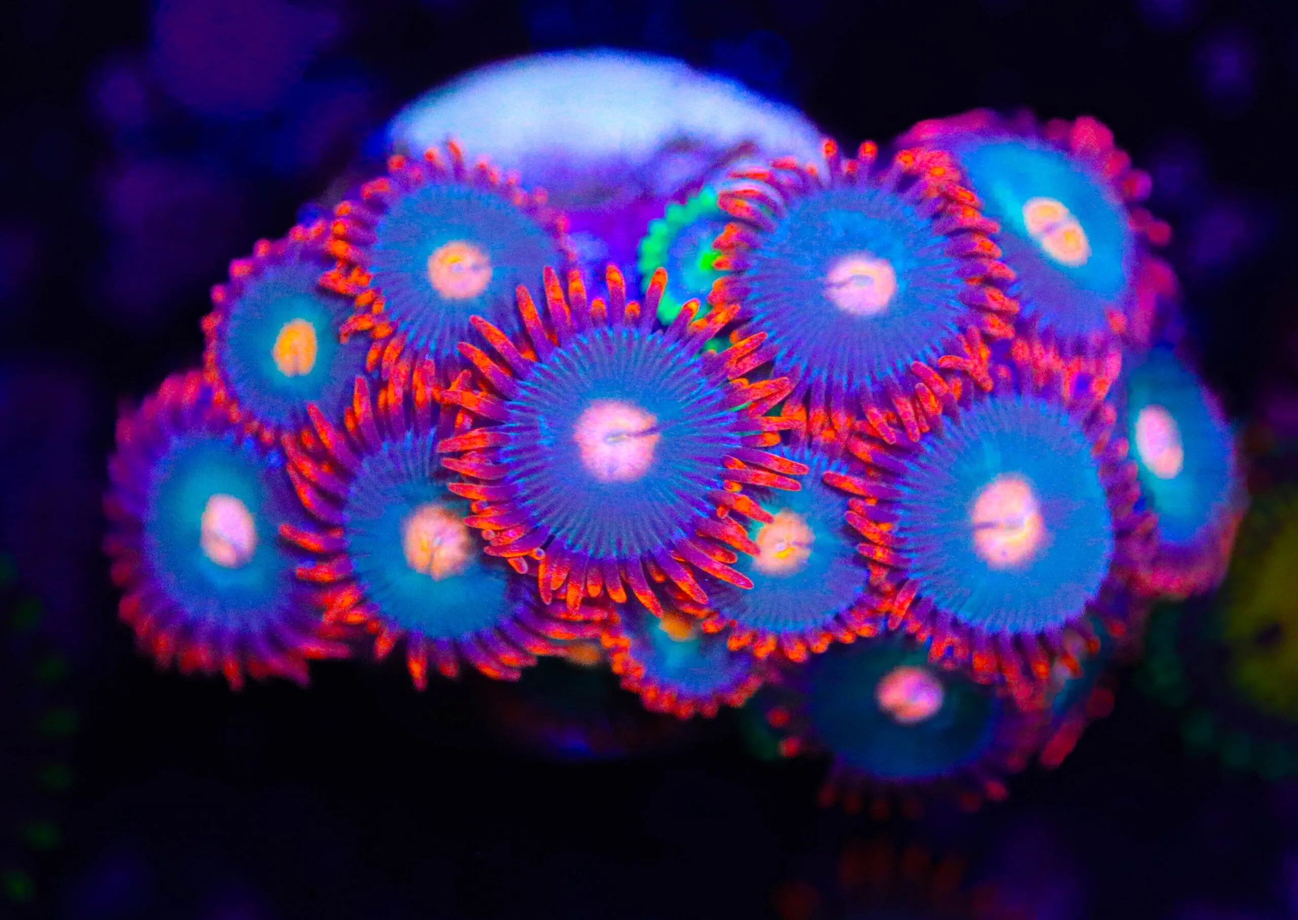 Frag Box Corals