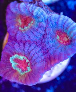 Red Eye Favia Frag (T3 - S10)