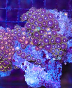 Wysiwyg Large live Rock Covered In Zoanthid *Pick up only* (PU8)