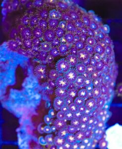 Wysiwyg Large live Rock Covered In Zoanthid *Pick up only* (PU4)