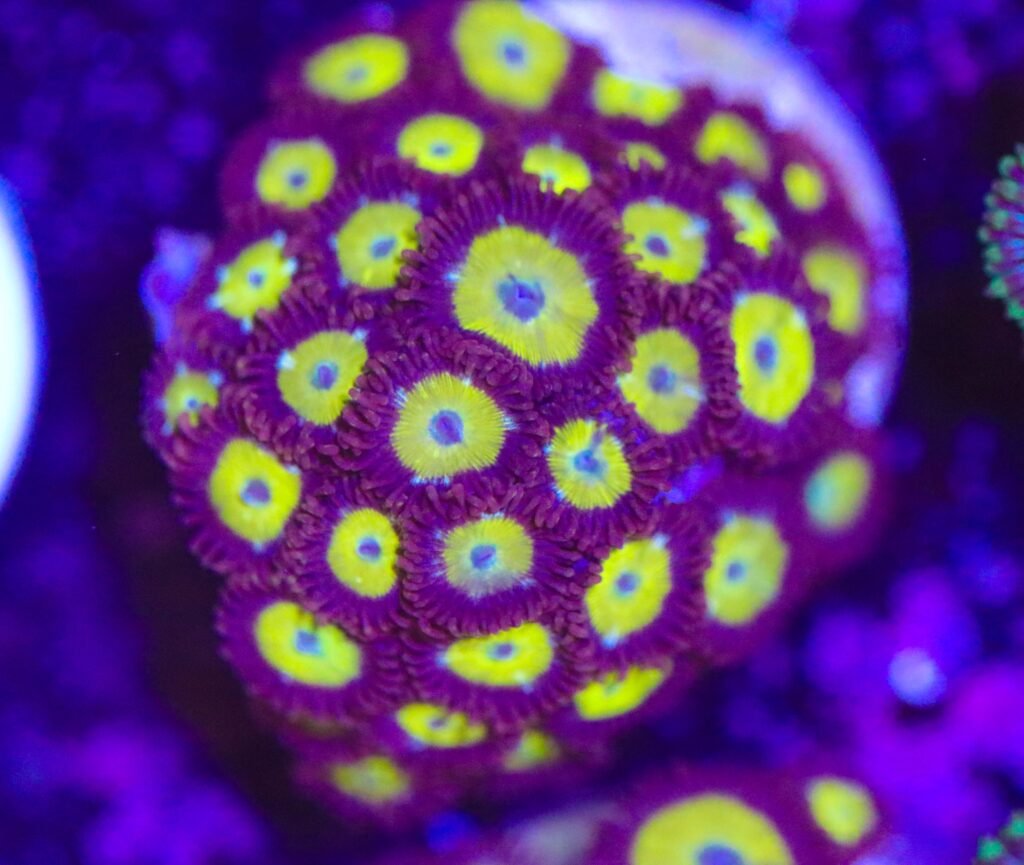 Frag Box Corals