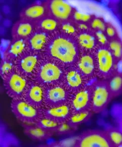 Honeypot Zoanthid Frag (Row #2)