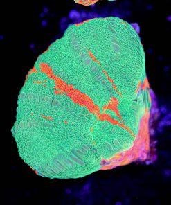 Scoly Coral Frag (Row #46:B)