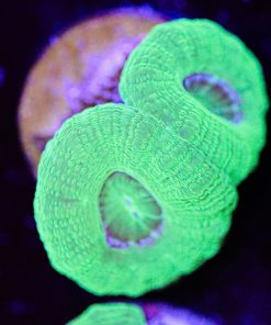 Avocado Green Acan Frag (Row #55)