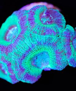 Mistry Teal Acan Frag (Row :64:B) *rare color*