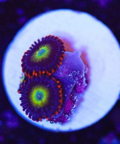Berry Juice Zoanthid Frag (Row #4:B)