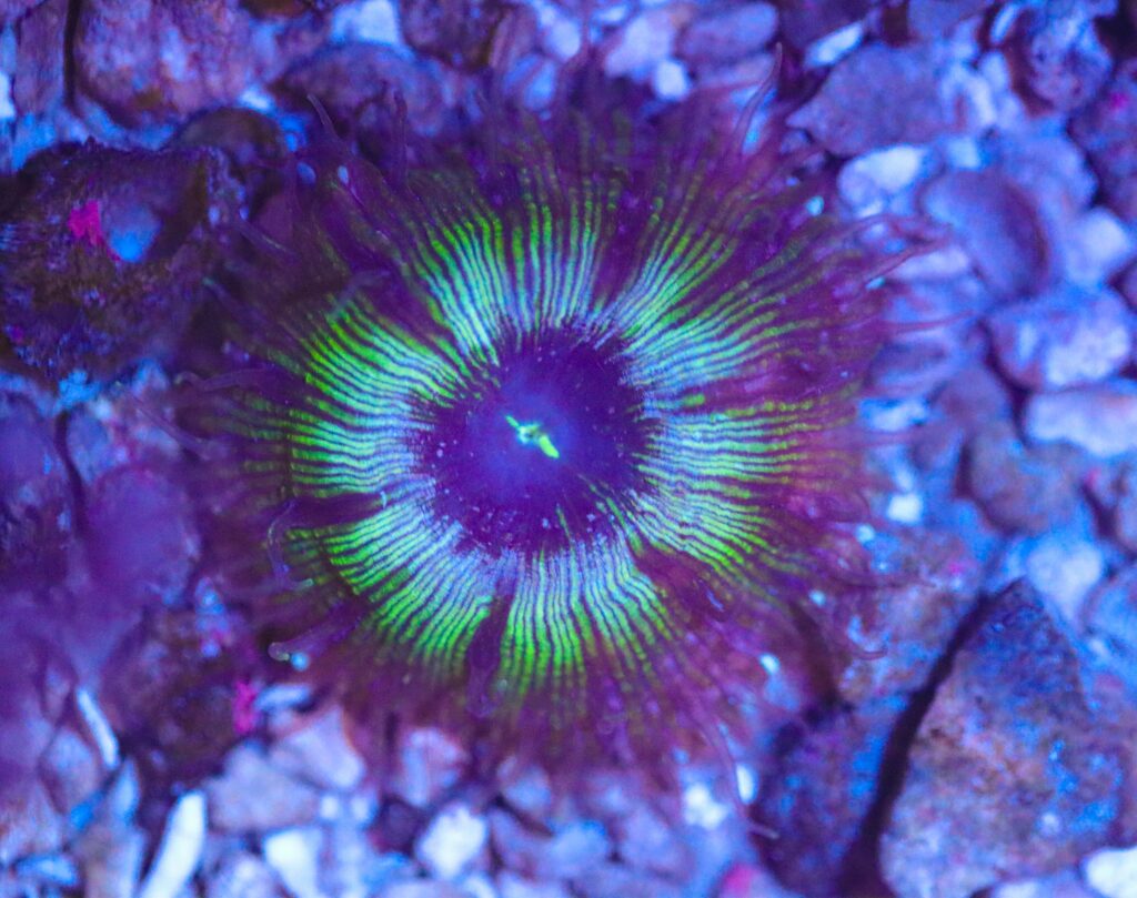 Frag Box Corals