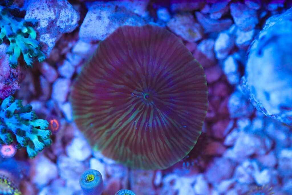 Frag Box Corals