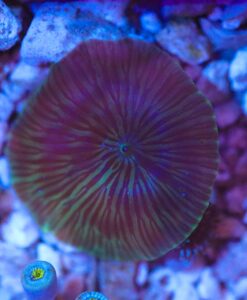 Wysiwyg Small Mushroom Frag (basket)