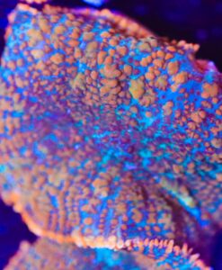 Orange Blue Mountain Mushroom Frag (Row #11:B)