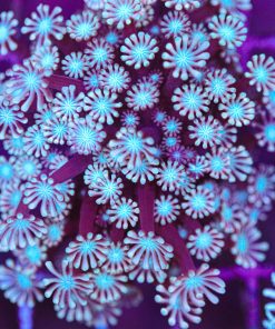 Alveopora Coral Frag  (Row #67)