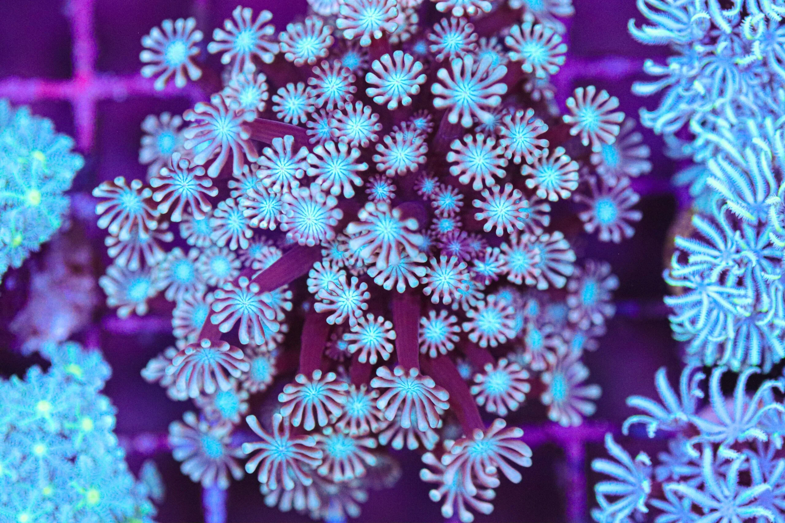 Frag Box Corals
